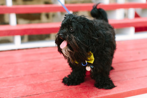 Dog in wedding