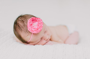 pink rose photo