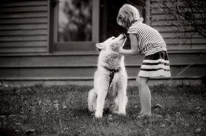 little girl with husky photo james stokes lifestyle photographer