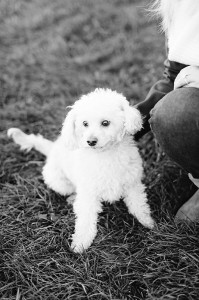 Wedding Photos with Dogs