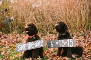 Wausau Wedding Photographers