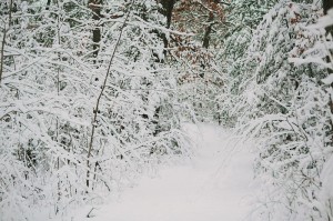 lifestyle play session winter snow