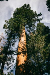California Sequoia National Park